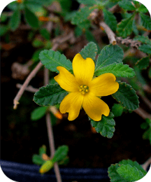Damiana leaf extract in ProtoFlow