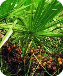 Saw Palmetto extract in ProtoFlow