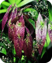 Epimedium horny goat weed in ProtoFlow
