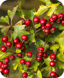 Hawthorn Berry extract in ProtoFlow